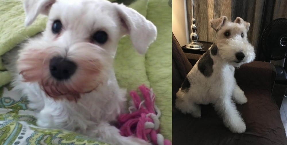 Wire Haired Fox Terrier vs White Schnauzer - Breed Comparison