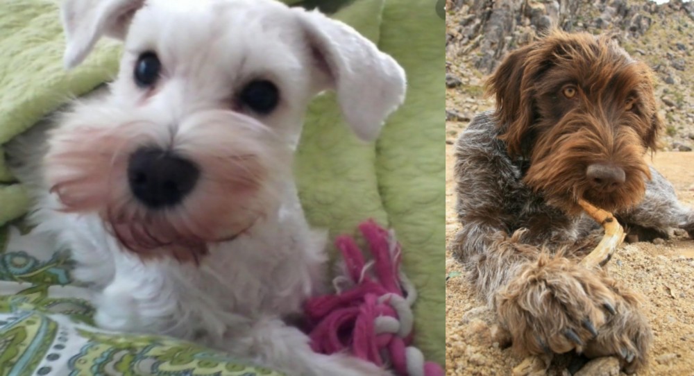 Wirehaired Pointing Griffon vs White Schnauzer - Breed Comparison
