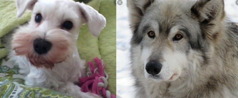 Wolfdog vs White Schnauzer - Breed Comparison