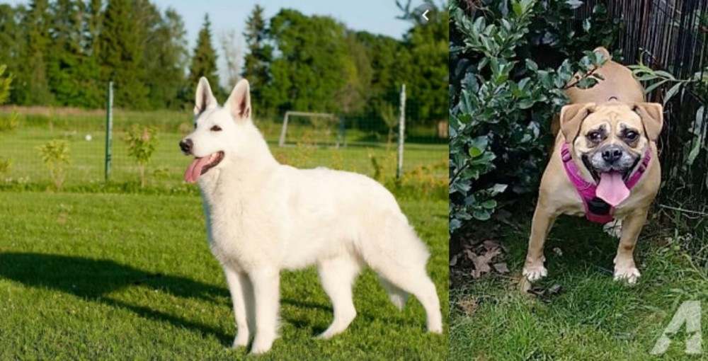 Beabull vs White Shepherd - Breed Comparison