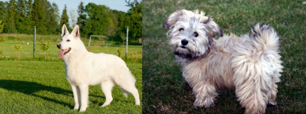 Havapoo vs White Shepherd - Breed Comparison