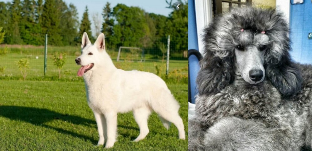 Standard Poodle vs White Shepherd - Breed Comparison