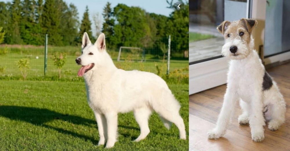 Wire Fox Terrier vs White Shepherd - Breed Comparison
