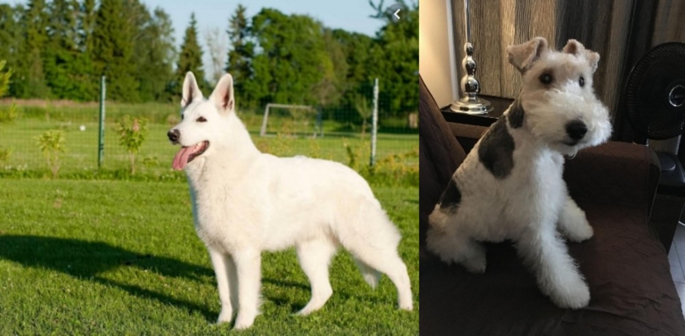 Wire Haired Fox Terrier vs White Shepherd - Breed Comparison