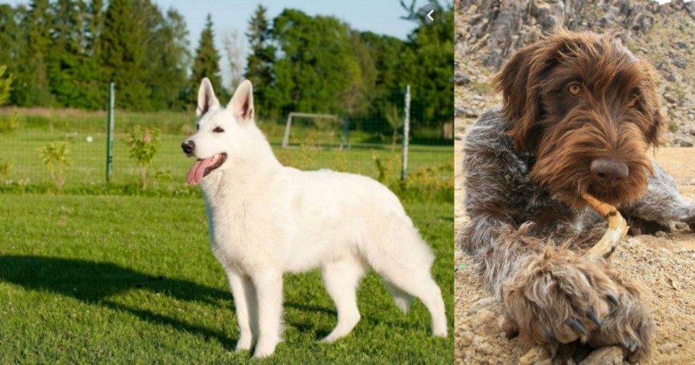 Wirehaired Pointing Griffon vs White Shepherd - Breed Comparison