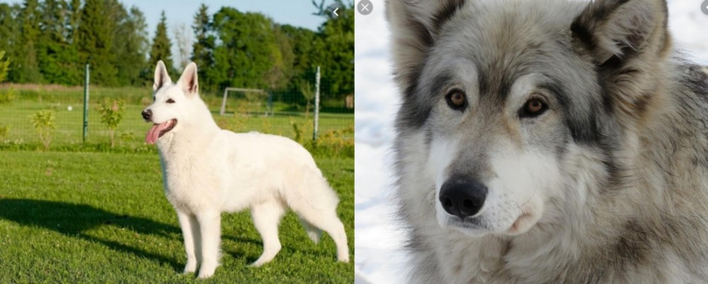 Wolfdog vs White Shepherd - Breed Comparison
