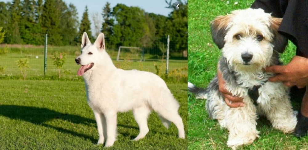 Yo-Chon vs White Shepherd - Breed Comparison