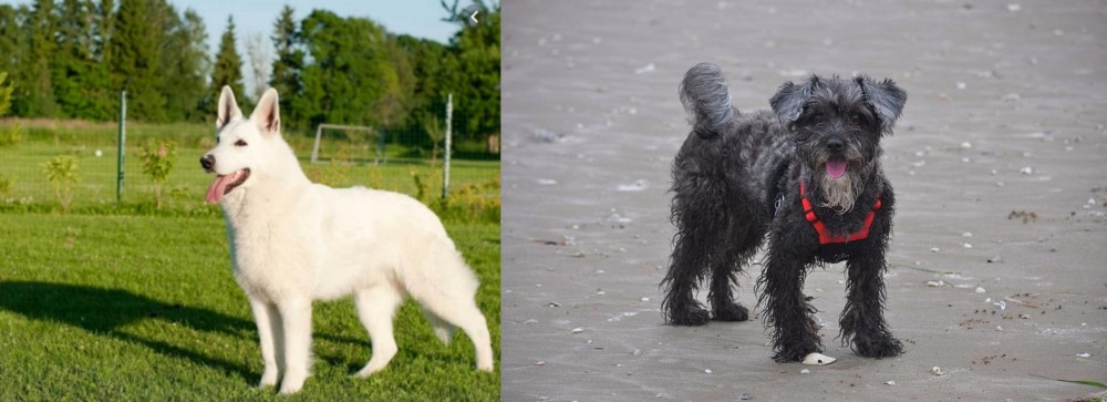 YorkiePoo vs White Shepherd - Breed Comparison