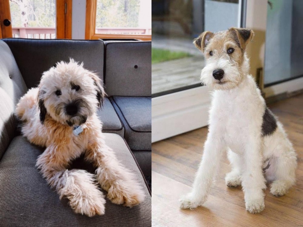 Wire Fox Terrier vs Whoodles - Breed Comparison