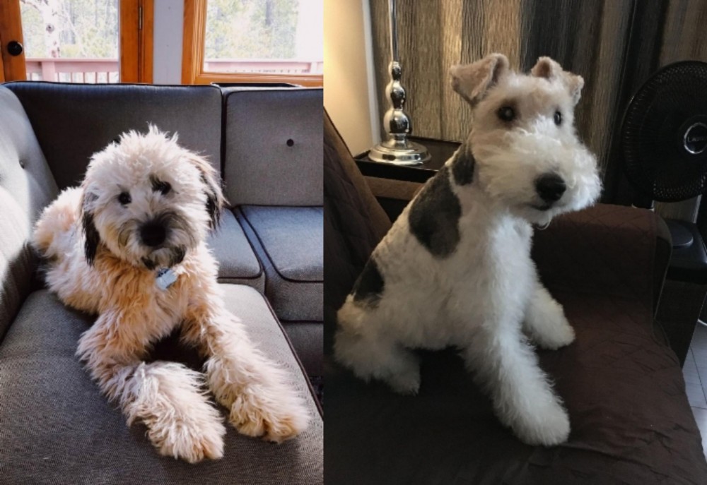 Wire Haired Fox Terrier vs Whoodles - Breed Comparison