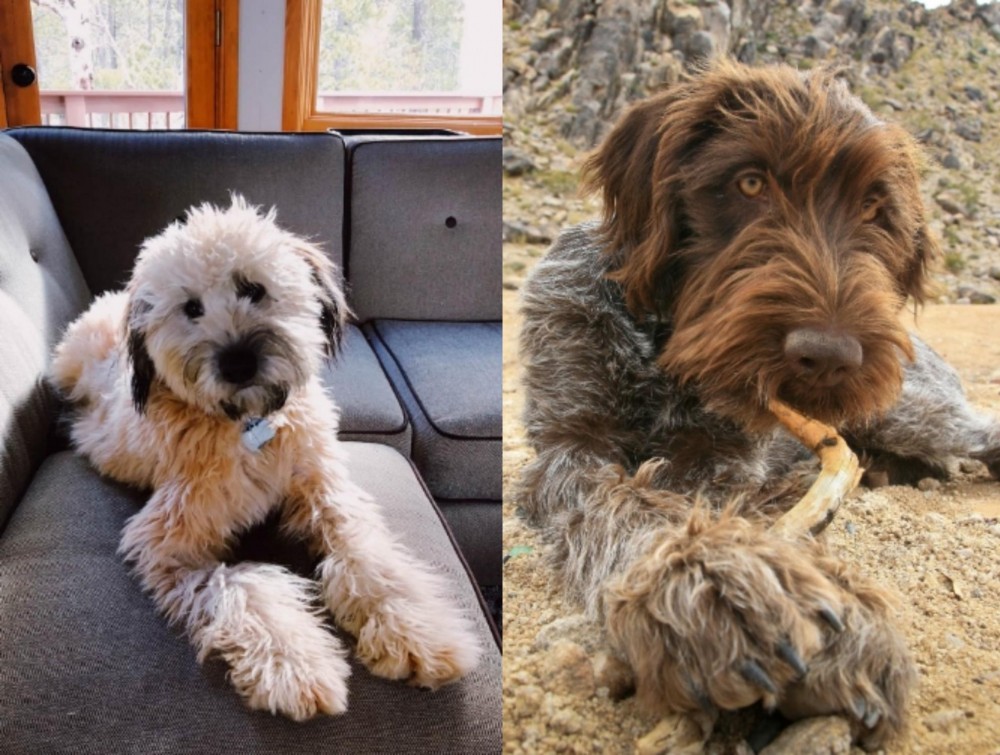 Wirehaired Pointing Griffon vs Whoodles - Breed Comparison