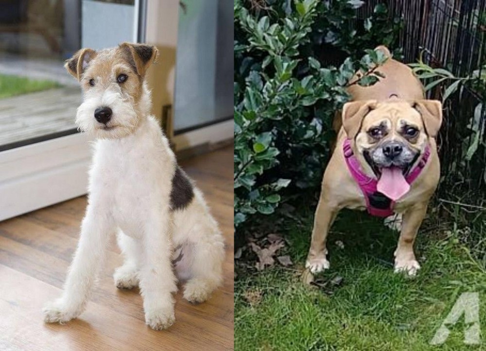 Beabull vs Wire Fox Terrier - Breed Comparison