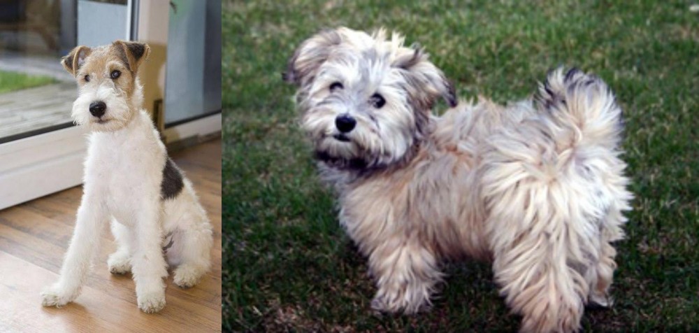Havapoo vs Wire Fox Terrier - Breed Comparison
