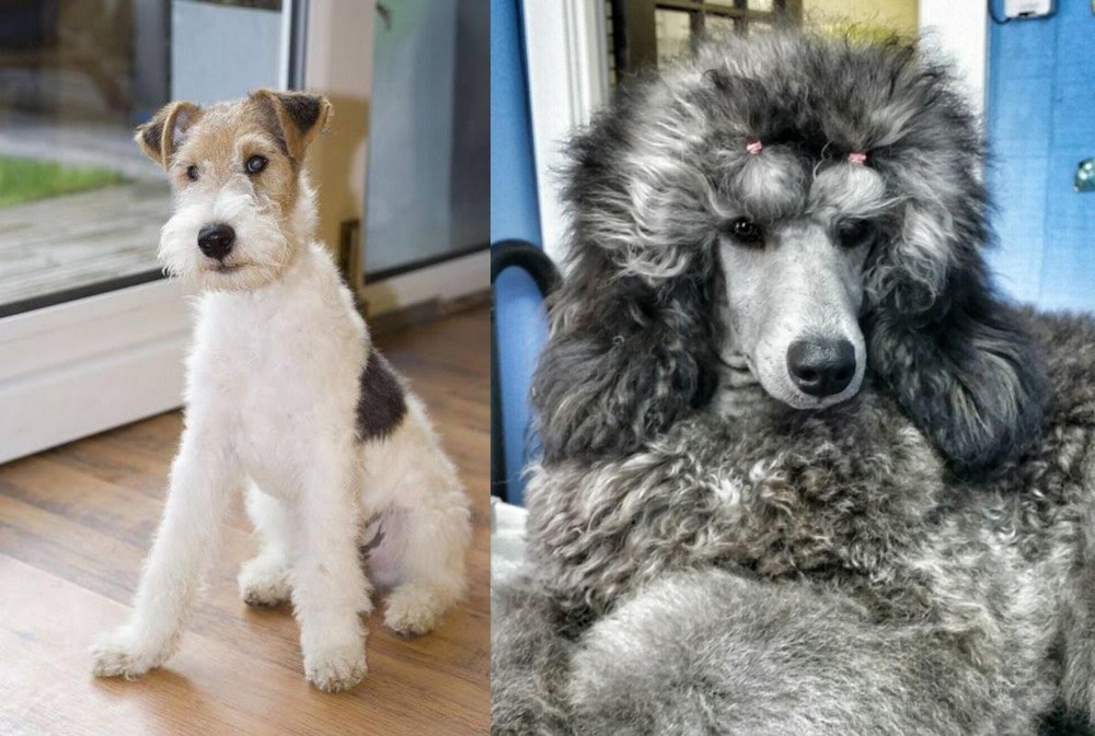 Standard Poodle vs Wire Fox Terrier - Breed Comparison