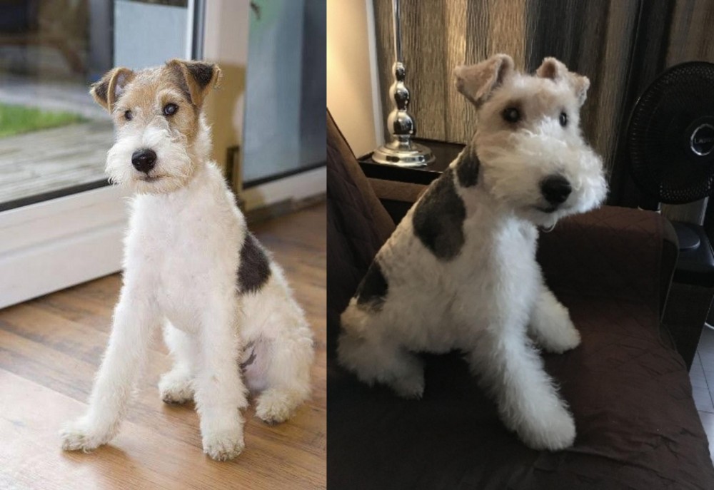 Wire Haired Fox Terrier vs Wire Fox Terrier - Breed Comparison