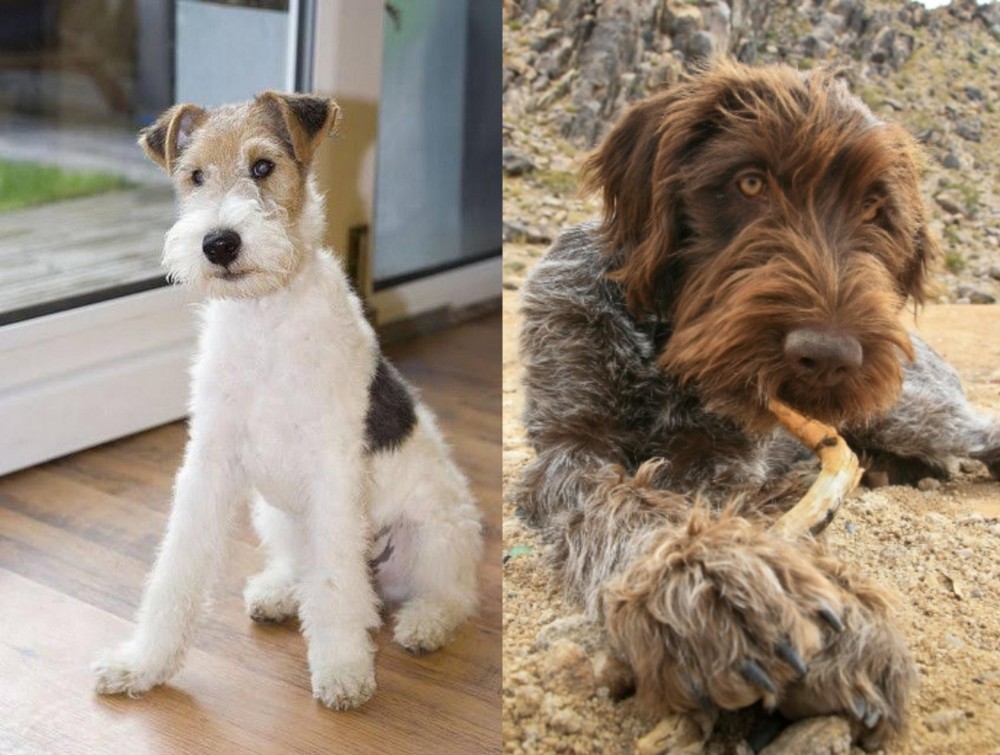 Wirehaired Pointing Griffon vs Wire Fox Terrier - Breed Comparison