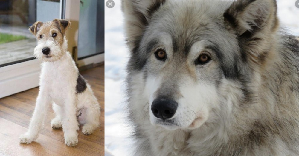 Wolfdog vs Wire Fox Terrier - Breed Comparison