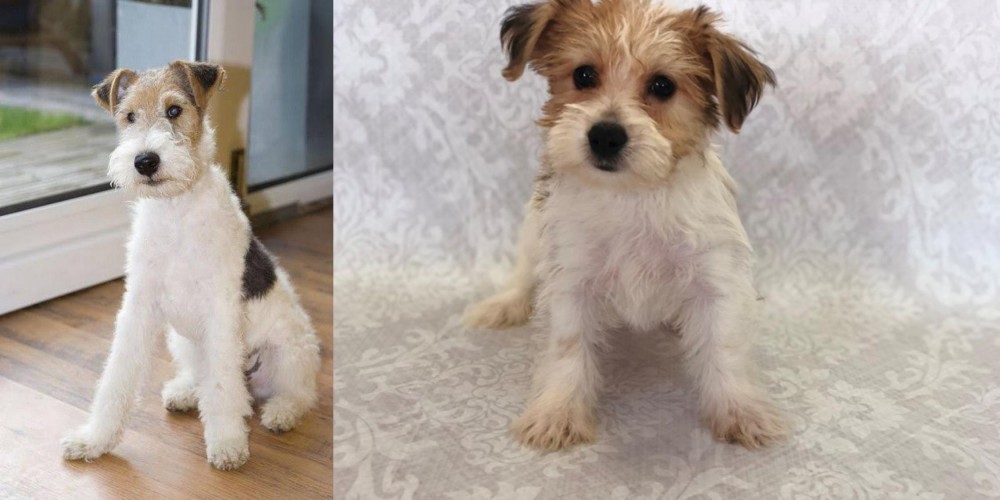 Yochon vs Wire Fox Terrier - Breed Comparison