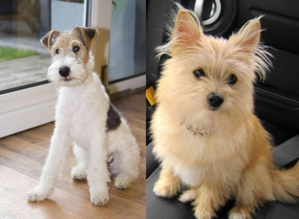 Yoranian vs Wire Fox Terrier - Breed Comparison