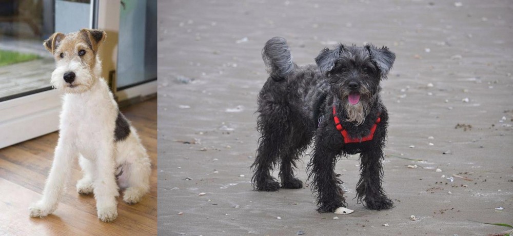 YorkiePoo vs Wire Fox Terrier - Breed Comparison