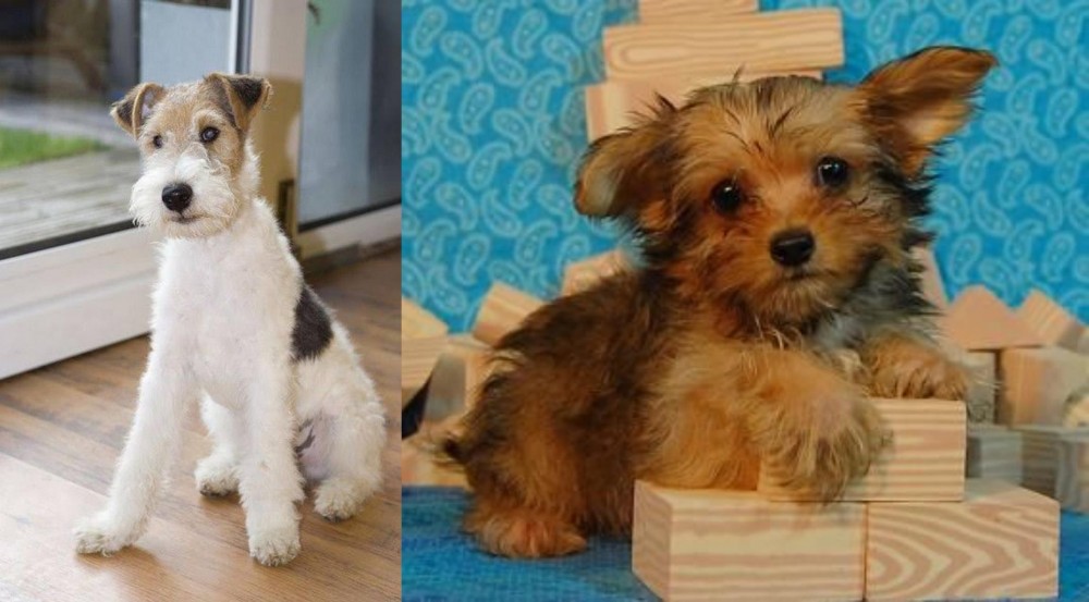 Yorkillon vs Wire Fox Terrier - Breed Comparison