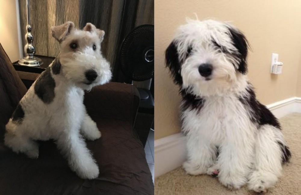 Mini Sheepadoodles vs Wire Haired Fox Terrier - Breed Comparison
