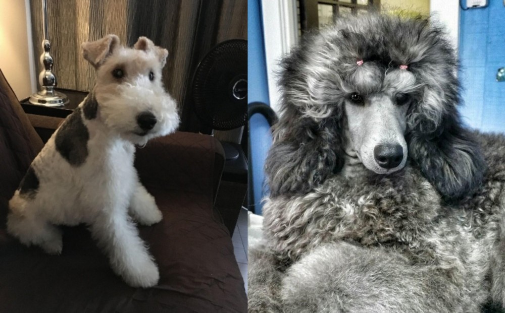 Standard Poodle vs Wire Haired Fox Terrier - Breed Comparison