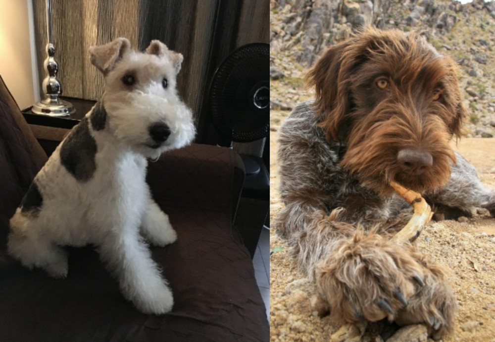Wirehaired Pointing Griffon vs Wire Haired Fox Terrier - Breed Comparison