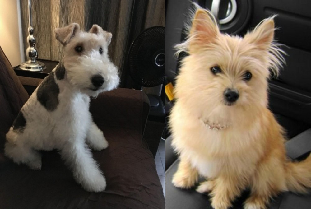 Yoranian vs Wire Haired Fox Terrier - Breed Comparison