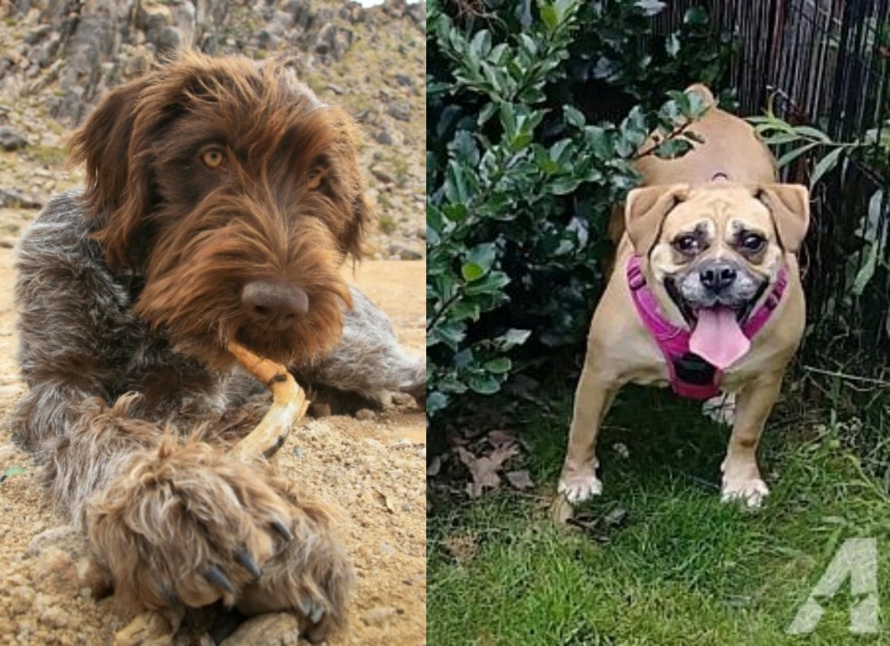 Beabull vs Wirehaired Pointing Griffon - Breed Comparison
