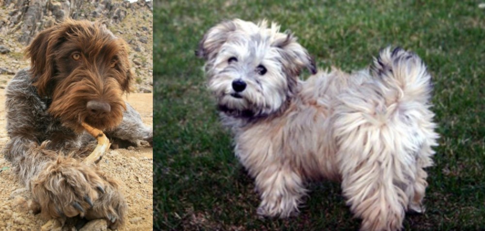 Havapoo vs Wirehaired Pointing Griffon - Breed Comparison