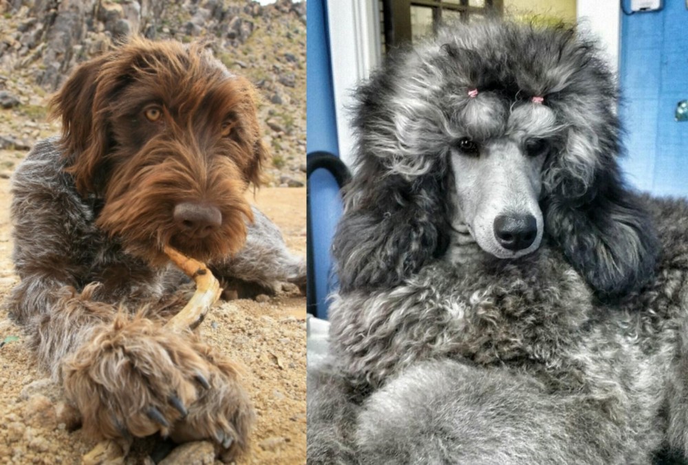 Standard Poodle vs Wirehaired Pointing Griffon - Breed Comparison