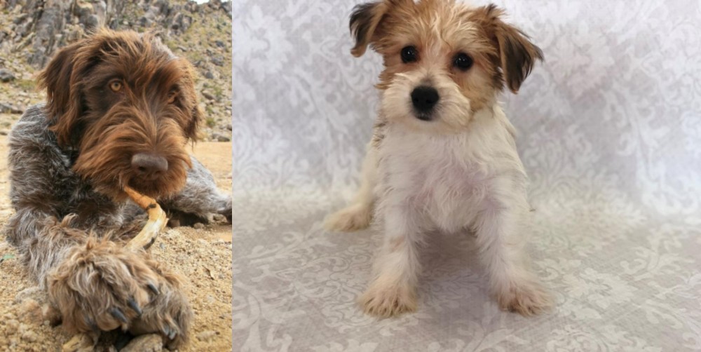 Yochon vs Wirehaired Pointing Griffon - Breed Comparison