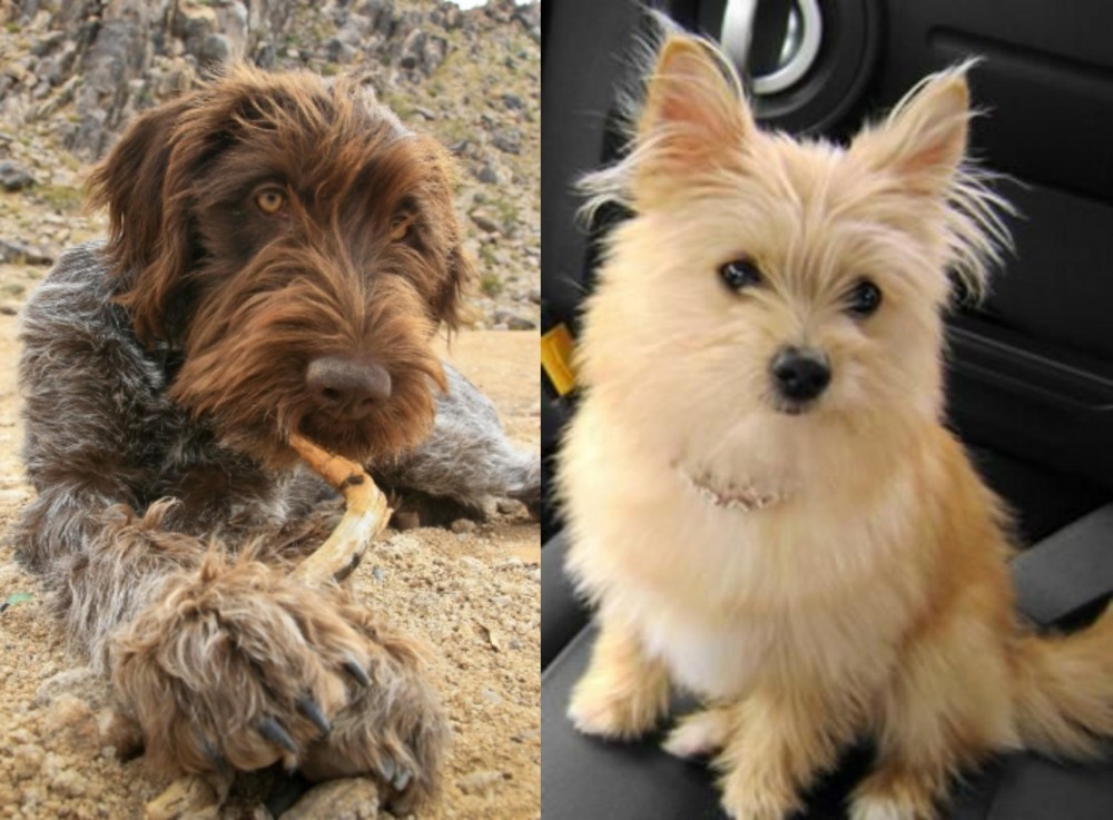 Yoranian vs Wirehaired Pointing Griffon - Breed Comparison