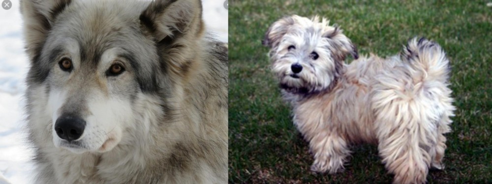 Havapoo vs Wolfdog - Breed Comparison