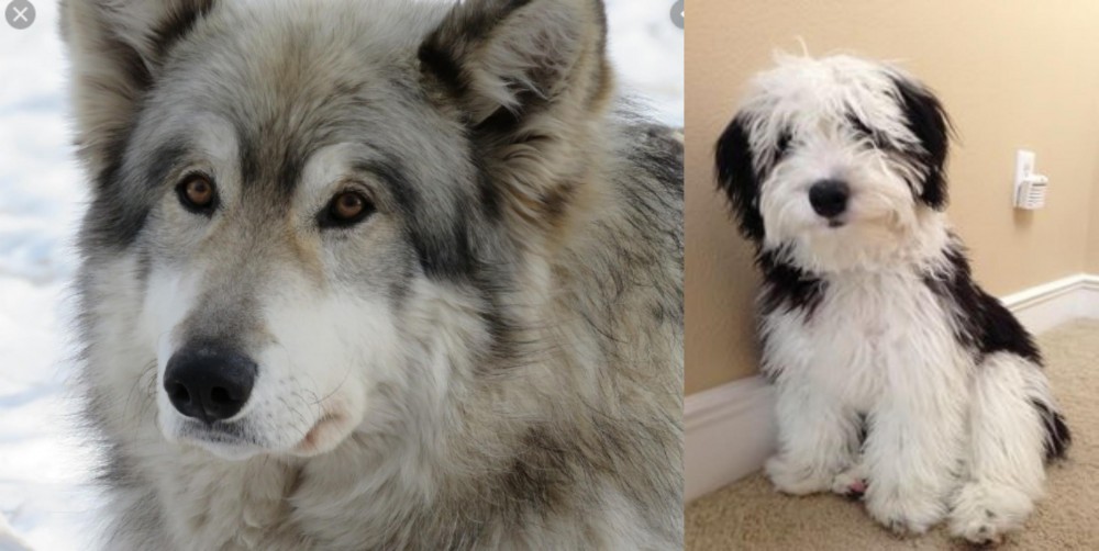 Mini Sheepadoodles vs Wolfdog - Breed Comparison