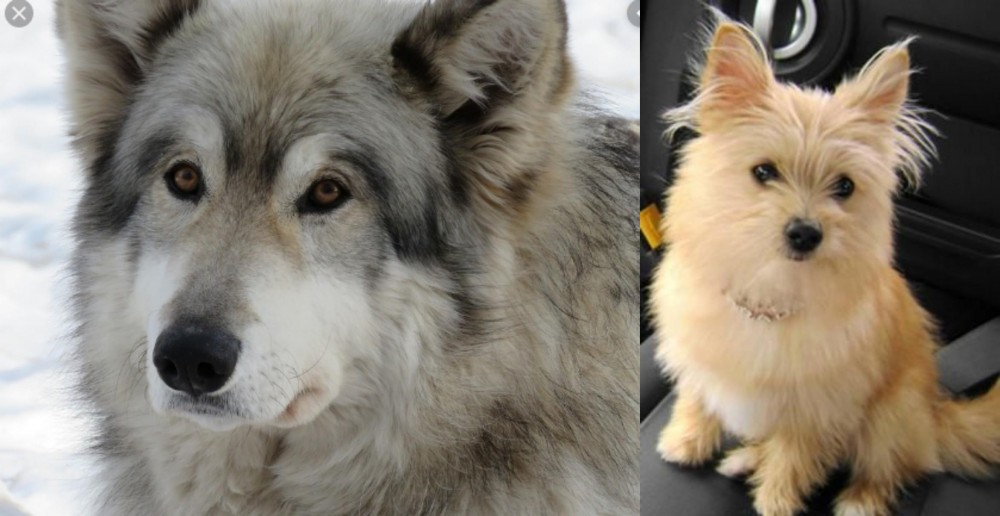 Yoranian vs Wolfdog - Breed Comparison
