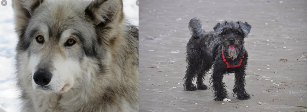 YorkiePoo vs Wolfdog - Breed Comparison