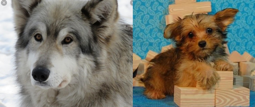 Yorkillon vs Wolfdog - Breed Comparison