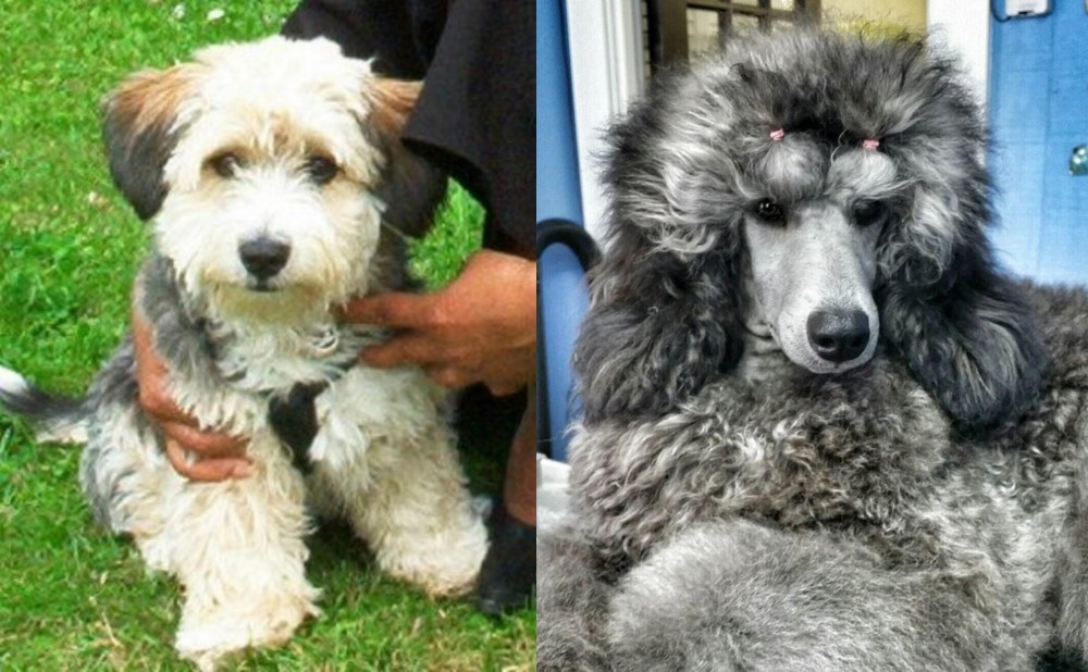 Standard Poodle vs Yo-Chon - Breed Comparison