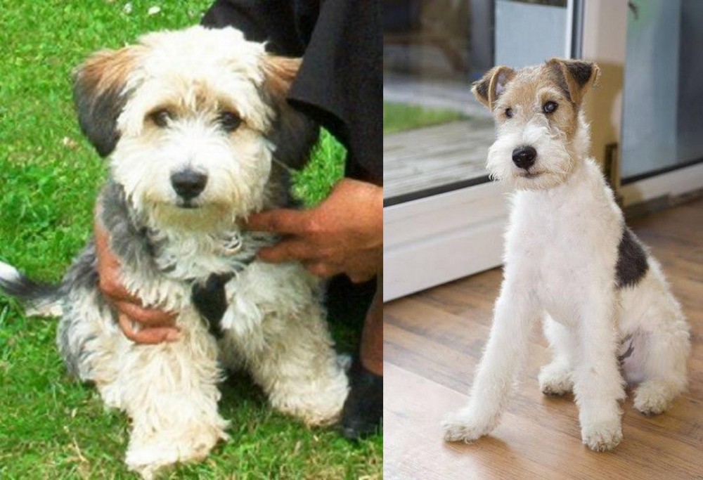 Wire Fox Terrier vs Yo-Chon - Breed Comparison