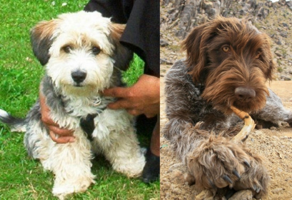 Wirehaired Pointing Griffon vs Yo-Chon - Breed Comparison