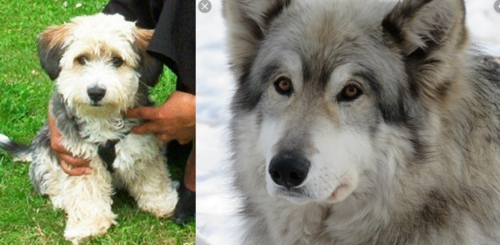Wolfdog vs Yo-Chon - Breed Comparison