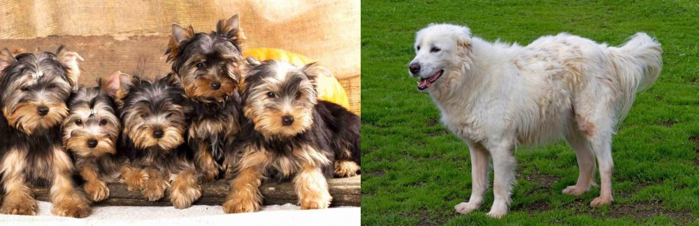 Abruzzenhund vs Yorkshire Terrier - Breed Comparison