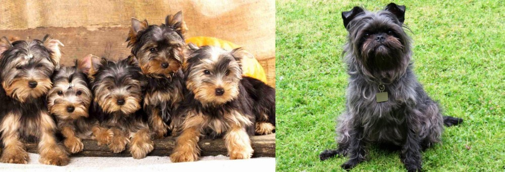 Affenpinscher vs Yorkshire Terrier - Breed Comparison