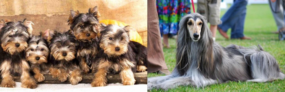 Afghan Hound vs Yorkshire Terrier - Breed Comparison
