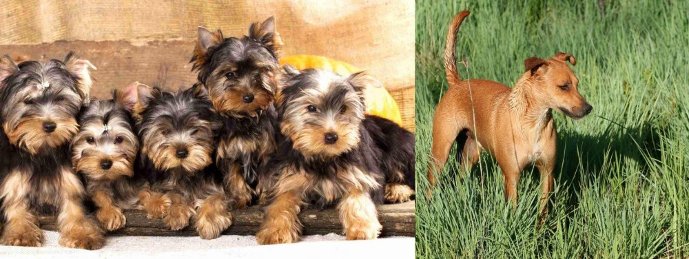 Africanis vs Yorkshire Terrier - Breed Comparison
