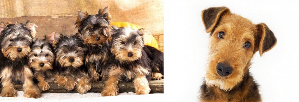 Airedale Terrier vs Yorkshire Terrier - Breed Comparison