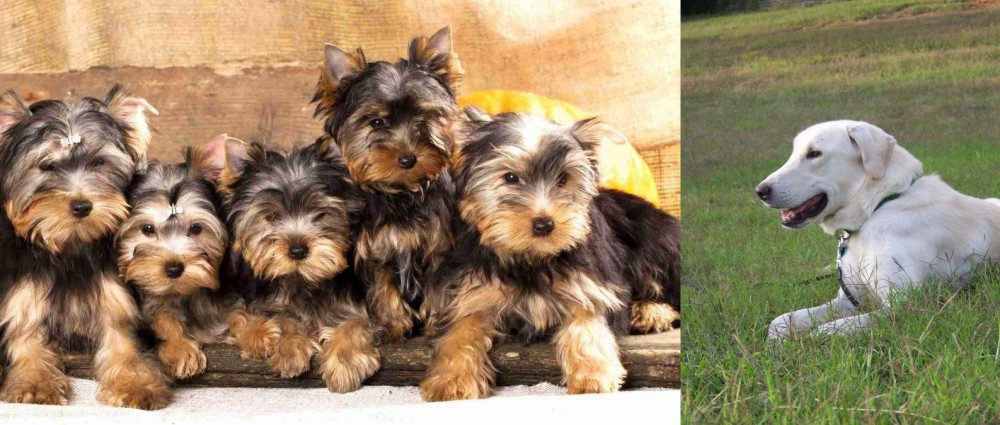 Akbash Dog vs Yorkshire Terrier - Breed Comparison