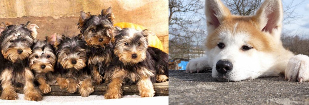 Akita vs Yorkshire Terrier - Breed Comparison